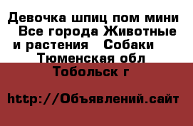 Девочка шпиц пом мини - Все города Животные и растения » Собаки   . Тюменская обл.,Тобольск г.